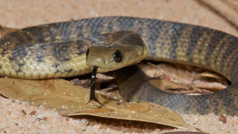Serpente-tigre, uma das cobras mais venenosas do mundo | Foto: Steward-Macdonald