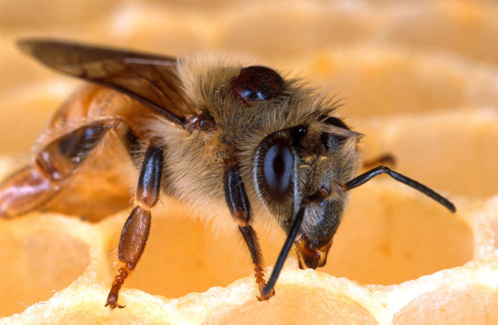 A mancha negra nas costas desta abelha é um ácaro varroa. Os ácaros enfraquecem o sistema imunológico das abelhas, transmitem vírus e sugam nutrientes | Foto: Scott Bauer/Serviço de Pesquisa Agrícola do USDA