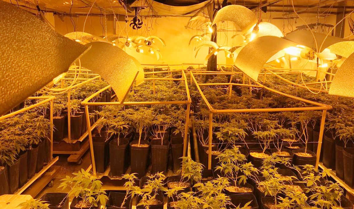 Estufa de skunk descoberta pela Polícia Civil de Campinas na cidade de Salto (SP) | Foto: Deinter-2/Divulgação