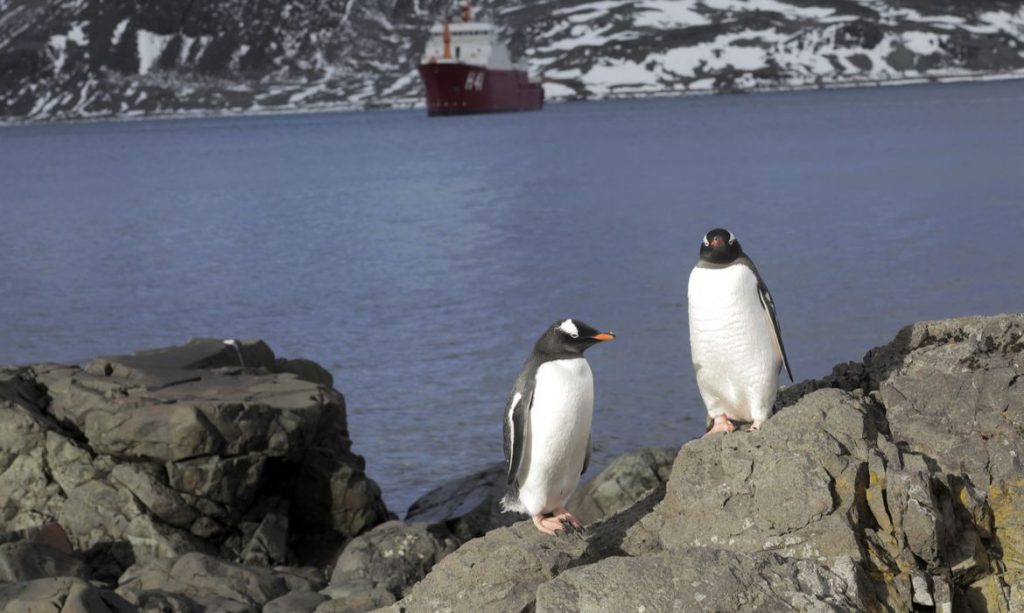Pinguins na Antártida | Foto: Alan Arrais/Agência Brasil