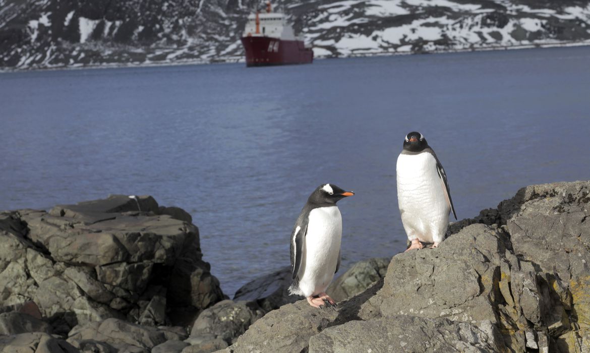 Pinguins na Antártida | Foto: Alan Arrais/Agência Brasil