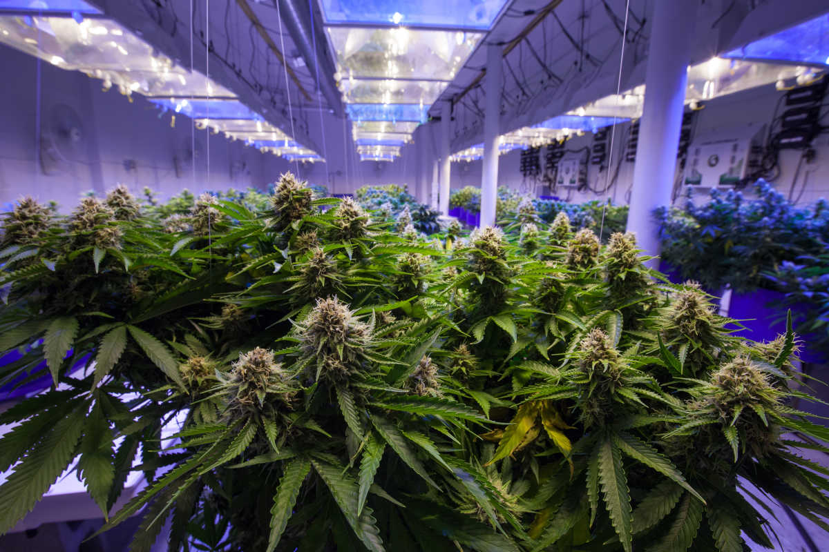 Cultivo comercial de cannabis em estufa climatizada | Foto: Shutterstock