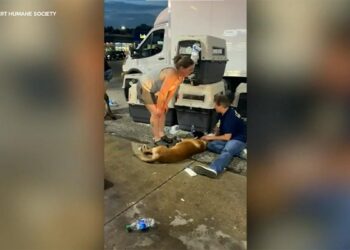 Falha em ar-condicionado mata 10 cães policiais nos EUA