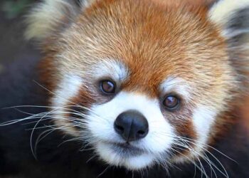 Panda vermelho ganha ar-condicionado em aniversário de 20 anos