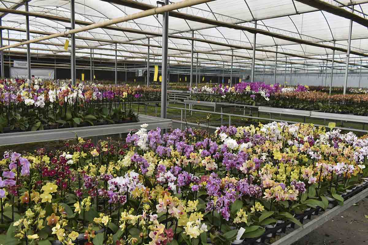 Opteon™ XP40 em retrofit aprimora controle de temperatura na produção de orquídeas